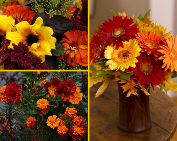 Астра самосейка