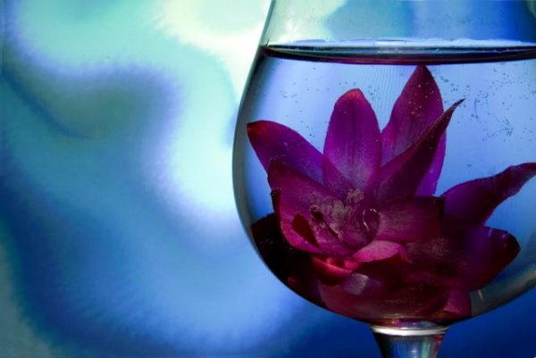 Фиолетовый цветок в бокале