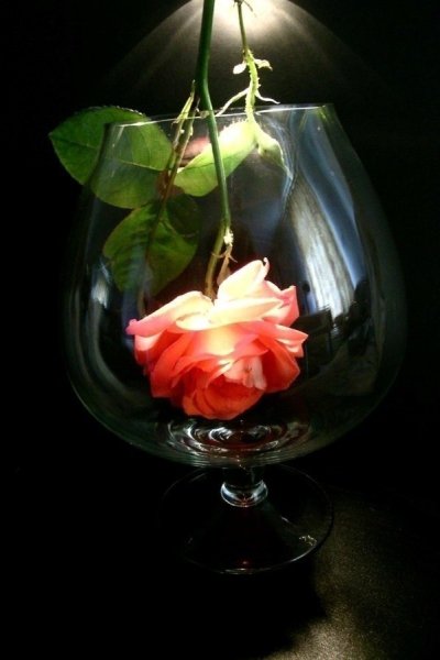 Орхидея в колбе