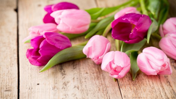 Картинки на рабочий стол Весна тюльпаны