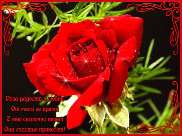 Роза гулу шампунь