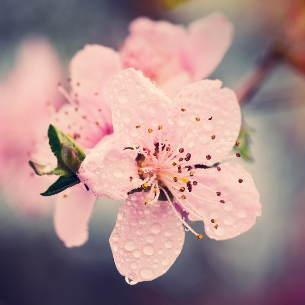 Обложка для одноклассников Весна