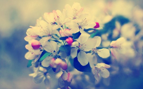 Весенние обои на аву