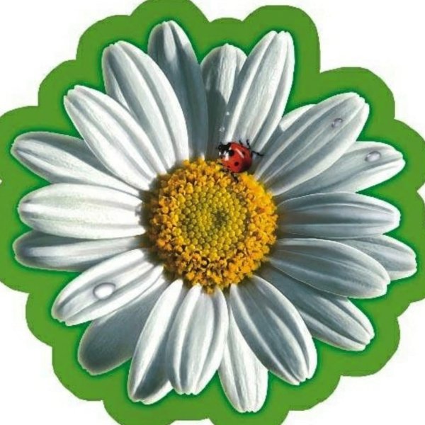 Цветок Ромашка для детей