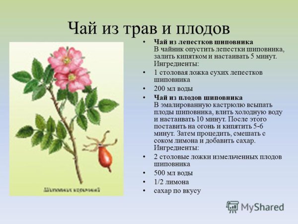 Характер стебля шиповника