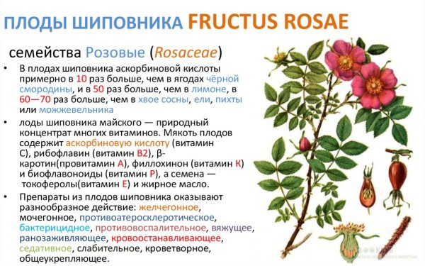 Шиповника плоды (Fructus Rosae)