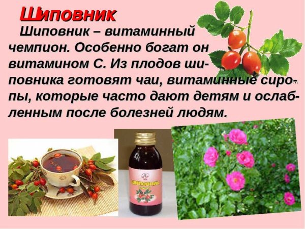 Шиповник лекарственное растение