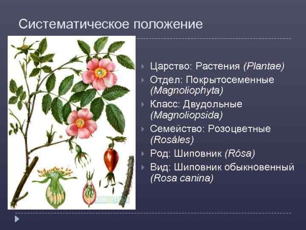 Классификация шиповника коричного