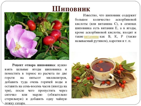 Чем полезен шиповник