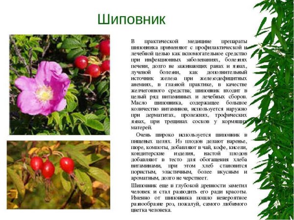 Растения Приморского края шиповник