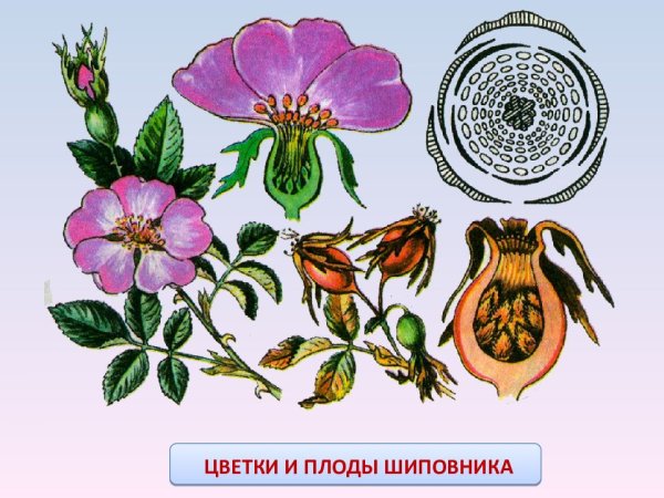 Семейство Розоцветные плоды шиповника