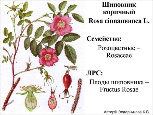 Семейство Розоцветные шиповник