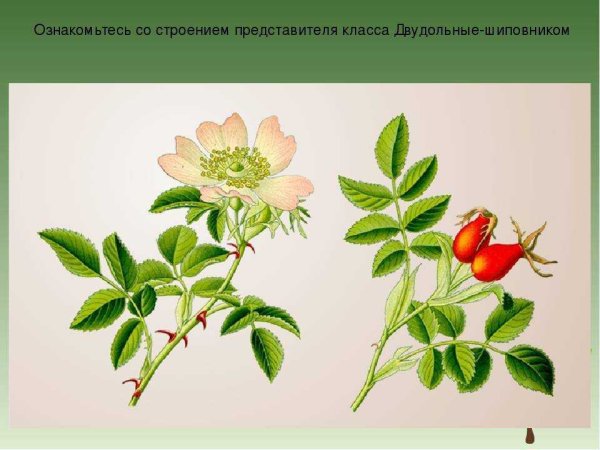 Розоцветные шиповник обыкновенный