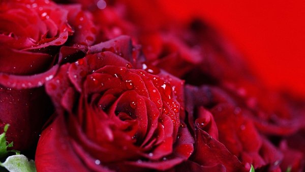 Роза шикарная