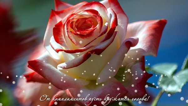 Прекрасные цветы для прекрасной девушки