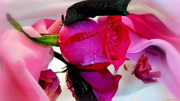 Прекрасные цветы для прекрасной женщины