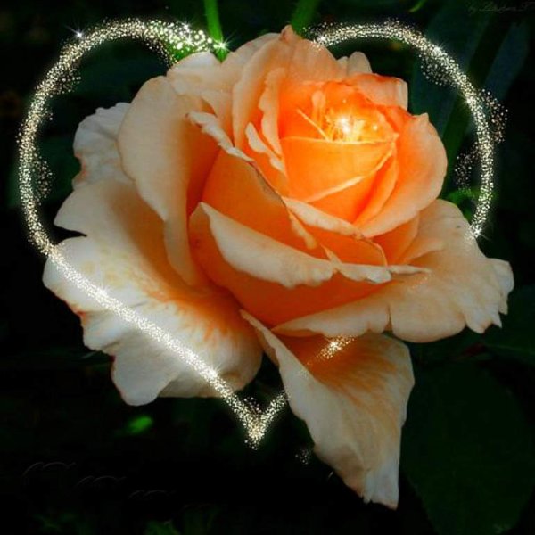 Самой красивой на свете роза