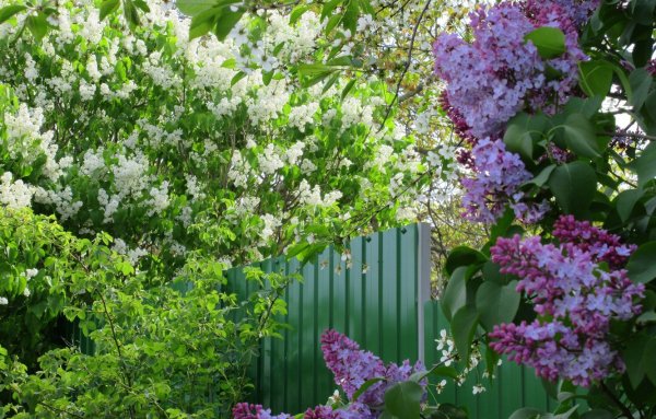 Сирень венгерская изгородь