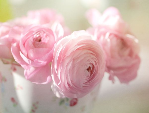 Пионовидная роза Пиони Пинк