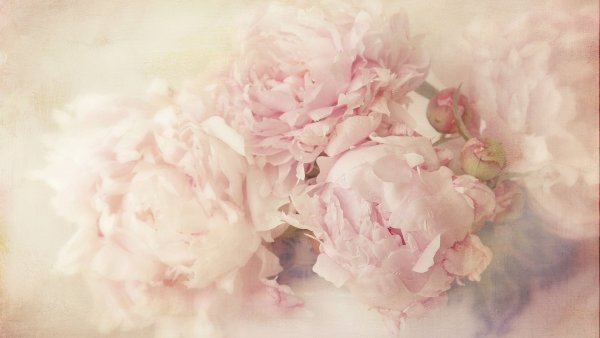 Ранункулюс пастель