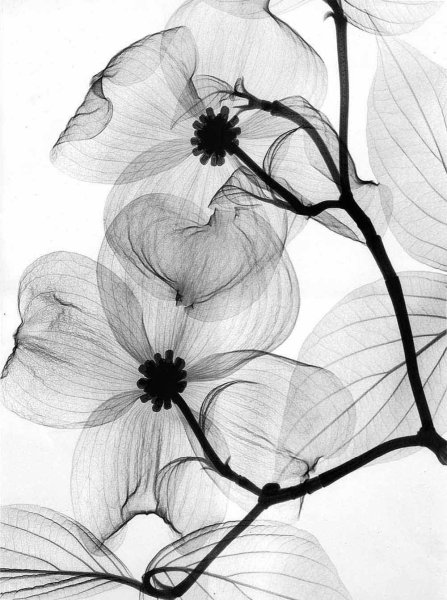 Черно-белый цветок