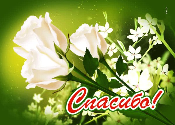 Благодарность белый цветок