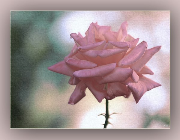 Нежные цветы с благодарностью