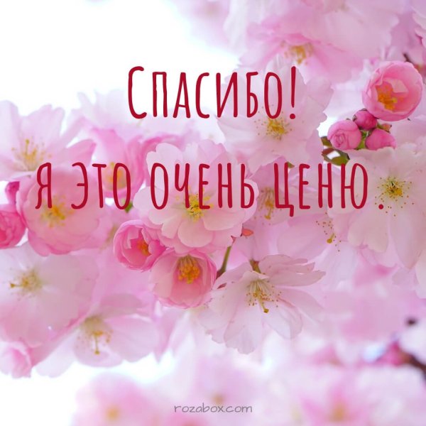 Нежные цветы в руках