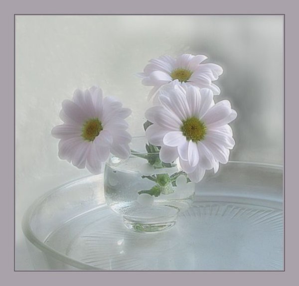 Ранункулюс Прованс