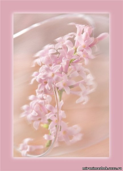 Букет цветов спасибо