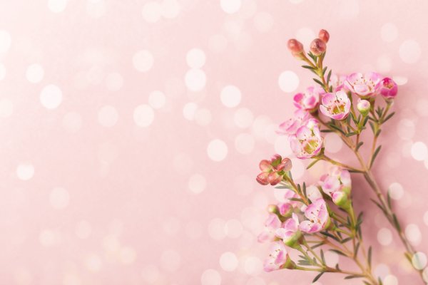 Фон цветочный нежный