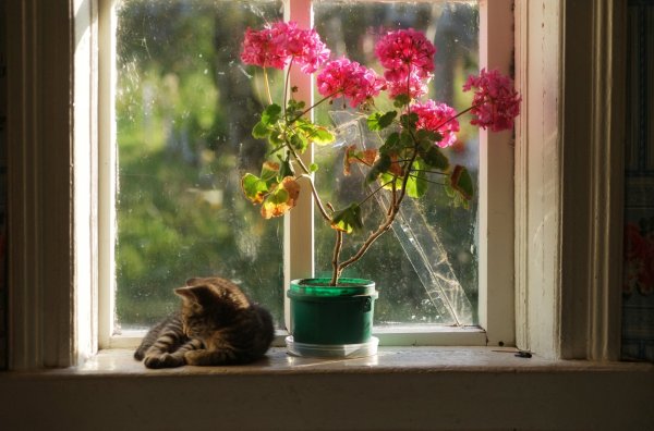 Красивые цветы на подоконнике