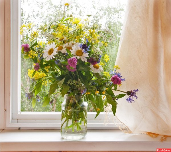 Полевые цветы на окне