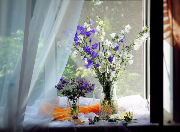 Полевые цветы на подоконнике