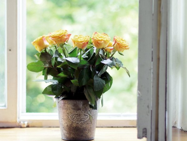 Летние цветы на подоконнике