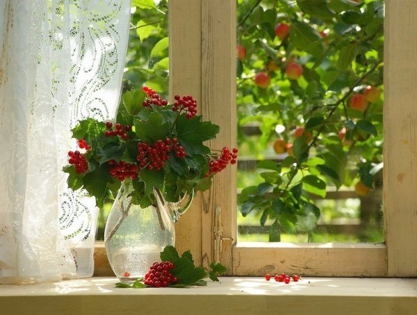 Цветы для солнечного подоконника