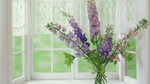 Цветы на подоконнике