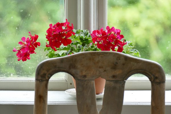 Ричард Макнейл цветы