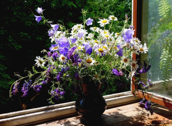 Ромашковое поле за окном