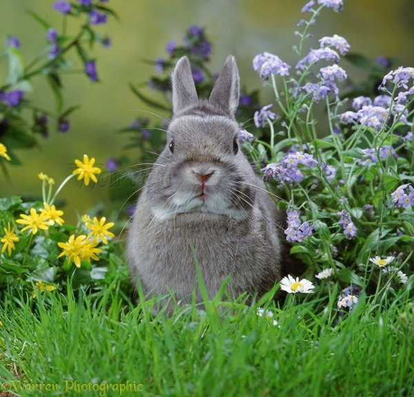 Заяц с цветком