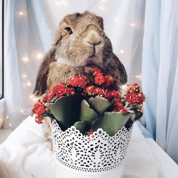 Зверюшки с цветами