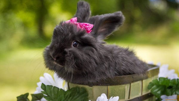 Анна Петунова Рождественский кролик