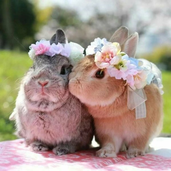 Милые кролики
