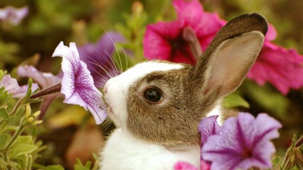 Элина Эллис рисунки