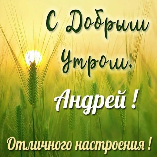 Красивый букет роз с добрым утром