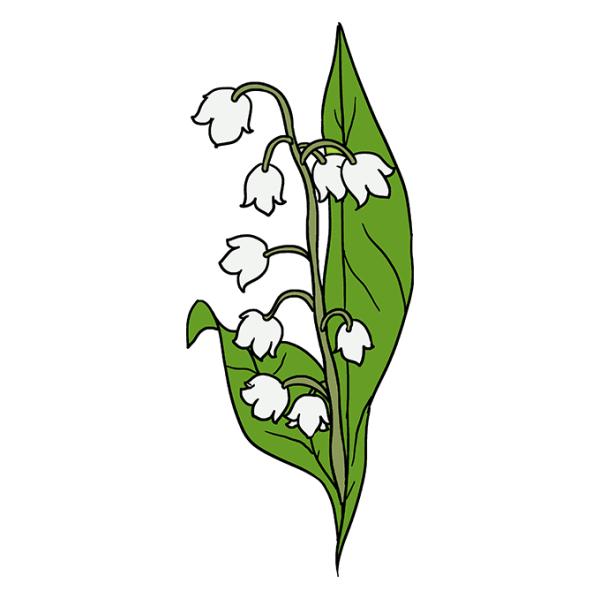 Ландыш рисунок