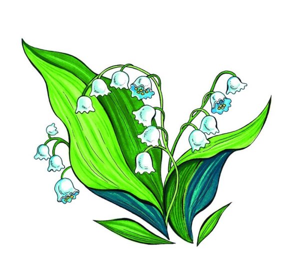 Ландыш цветок Лесной