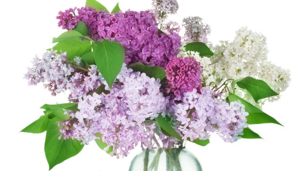 Сирень на прозрачном фоне