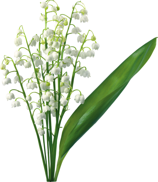 Ландыш горный Convallaria Montana