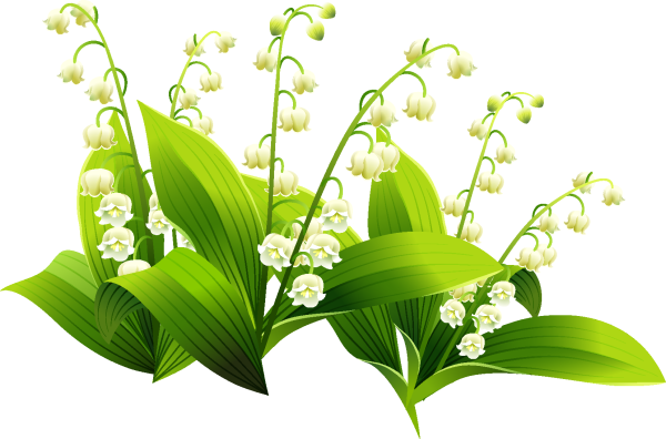 Ландыши на прозрачном фоне